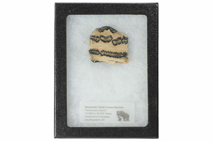 Mammoth Molar Slice With Case - South Carolina #99510